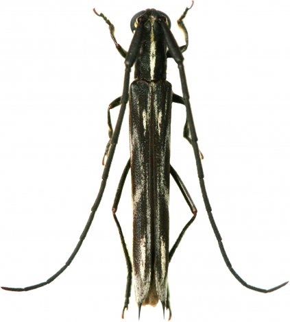 Aerenicopsis pugnatrix