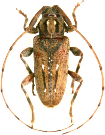 Baryssinus chemsaki