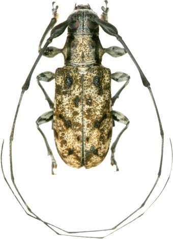 Caciomorpha buquetii