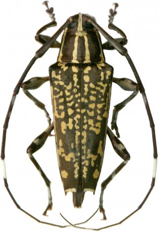 Colobothea obconica