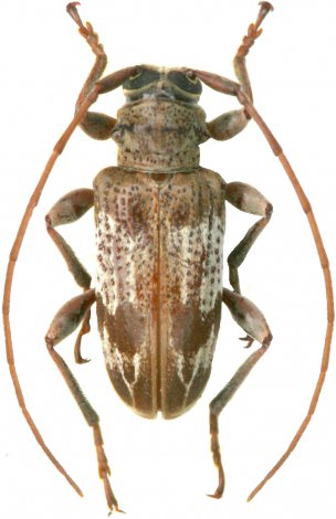 Cotycicuiara guiana