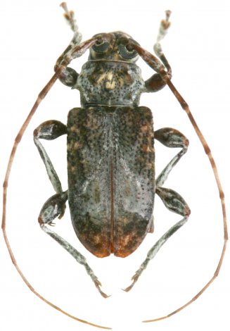 Exalphus spilonotus