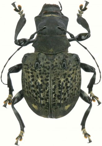 Gymnocerina cratosomoides