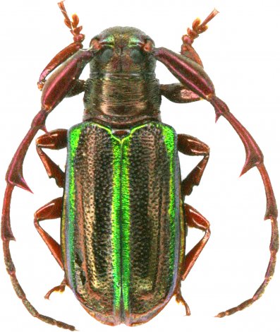 Hoplistocerus refulgens