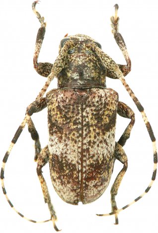 Lydipta senicula