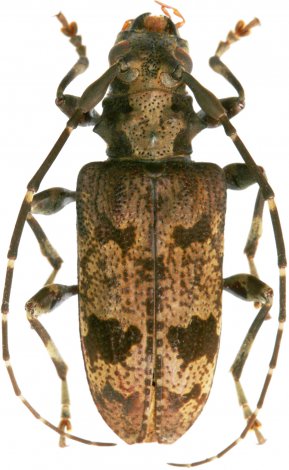 Myoxomorpha alvarengorum