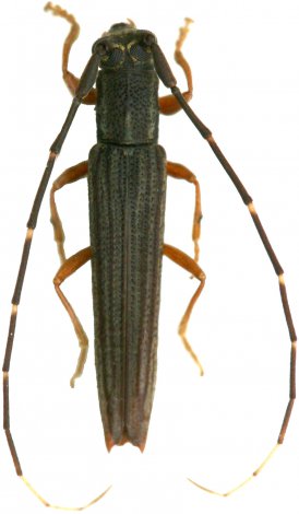 Nyctonympha affinis