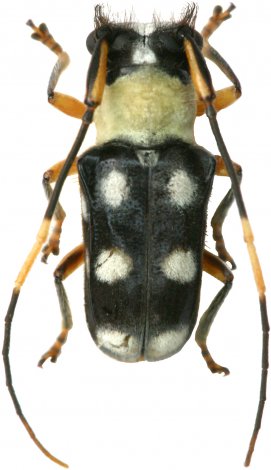 Ochromima marginicollis