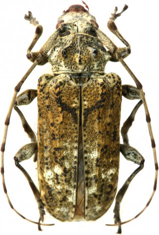 Pseudaethomerus maximus