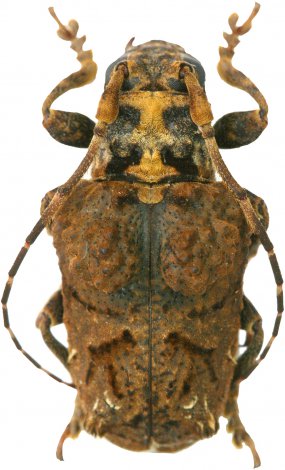 Trachysomus santarensis