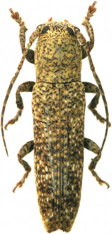 Typophaula melancholica