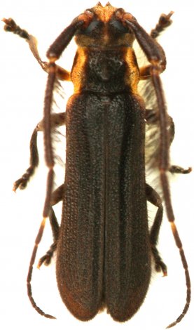 Tyrinthia scissifrons