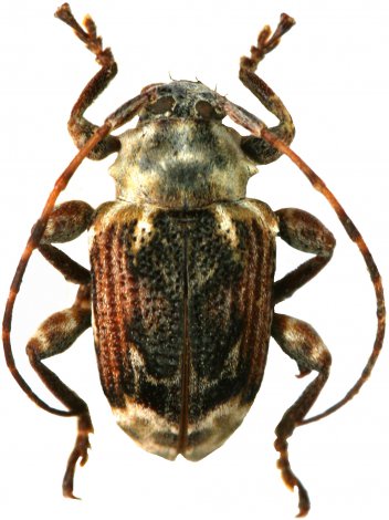 Xenofrea lineatipennis