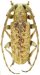 Desmiphorini &bull; Estoloides bellefontainei &bull; holotype ♂