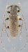 Desmiphorini &bull; Estoloides morrisi &bull; holotype ♂