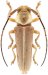 Hemilophini &bull; Iatuca beneluzi &bull; holotype ♀