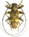 Acrocinini • Oreodera olivosimplex