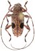 Colobotheini &bull; Priscilla dolosa &bull; holotype ♂