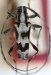 Colobotheini &bull; Sangaris albida &bull; holotype ♂