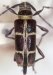 Colobotheini &bull; Sangaris cancellata &bull; holotype ♀