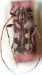 Colobotheini &bull; Sangaris condei &bull; holotype ♂