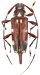 Colobotheini &bull; Sangaris flavomaculata &bull; holotype ♀