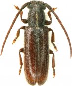 Anobrium fasciatum, Pteropliini, French Guiana