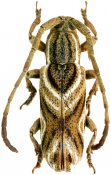 Bebelis parva, Apomecynini, French Guiana