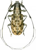 Caciomorpha buquetii, Anisocerini, French Guiana