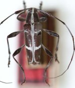 Colobotheini &bull; Carneades glaucothea &bull; holotype