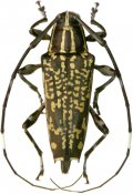 Colobothea obconica, Colobotheini, French Guiana