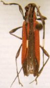 Colobotheini &bull; Confluentia rubra &bull; holotype ♂