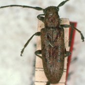 Desmiphorini &bull; Estoloides basigranulata &bull; holotype ♀