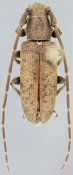 Desmiphorini &bull; Estoloides chiapensis &bull; holotype ♂