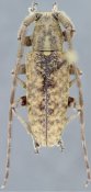 Desmiphorini &bull; Estoloides dthomasi &bull; holotype ♂