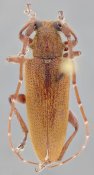 Desmiphorini &bull; Estoloides elongata &bull; holotype ♂