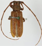Desmiphorini &bull; Estoloides hiekei &bull; holotype ♂