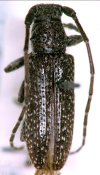 Desmiphorini &bull; Estoloides leucosticta &bull; holotype ♂