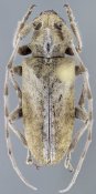 Desmiphorini &bull; Estoloides nayeliae &bull; holotype ♀