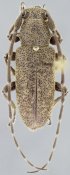 Desmiphorini &bull; Estoloides noguerai &bull; holotype ♂