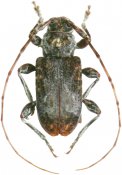 Acanthoderini • Exalphus spilonotus