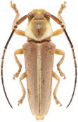 Hemilophini &bull; Iatuca beneluzi &bull; holotype ♀