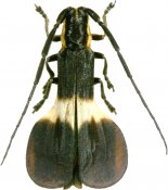 Icupima ampliata, Hemilophini, French Guiana