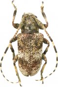  Hypsiomatina • Lydipta senicula