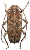 Colobotheini &bull; Nodubothea zapoteca &bull; holotype ♀