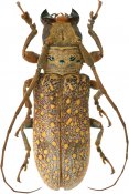 Oncideres chagasi,  Onciderina, French Guiana