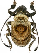 Onychocerus concentricus, Anisocerini, French Guiana