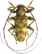 Oreodera olivosimplex, Acrocinini, French Guiana