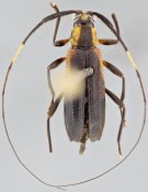 Colobotheini &bull; Piriana birai &bull; holotype ♀