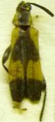 Colobotheini &bull; Piriana bosqi &bull; holotype ♂